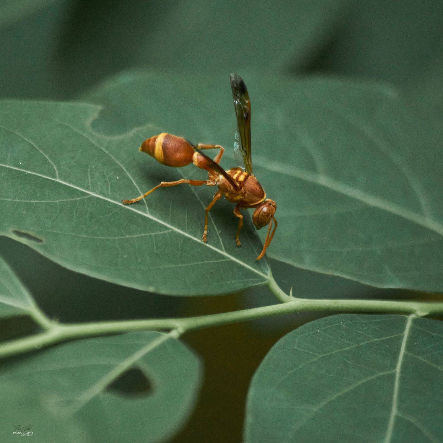 , Sonnadara Kushan Madushanka