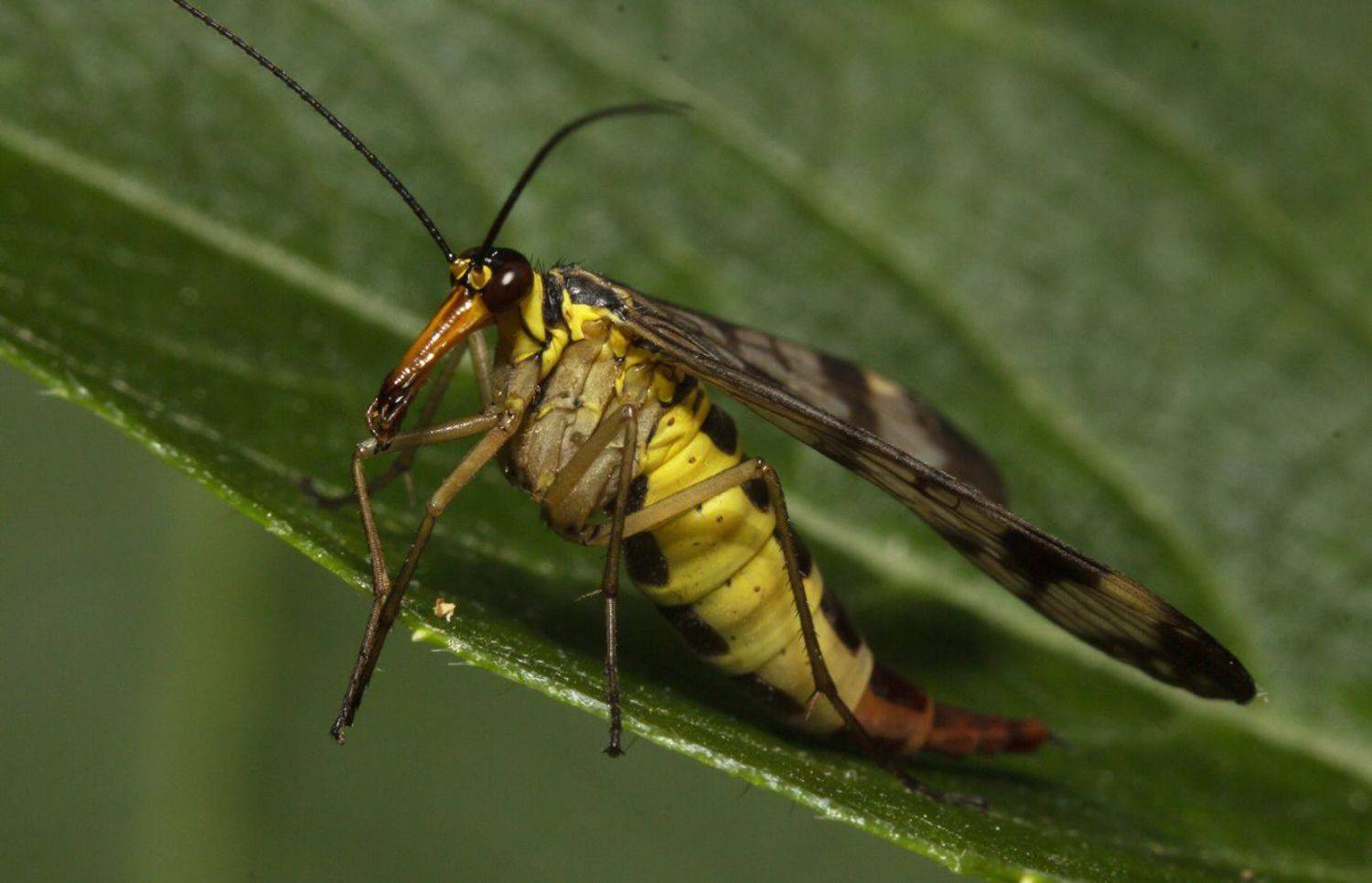 , Марина Кулакова