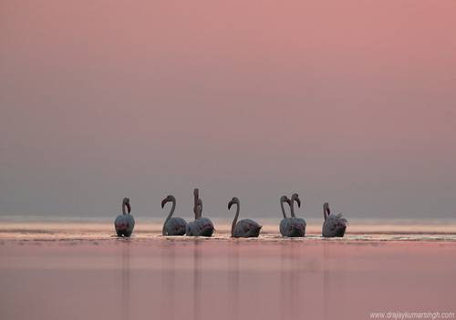 Greater Flamingos