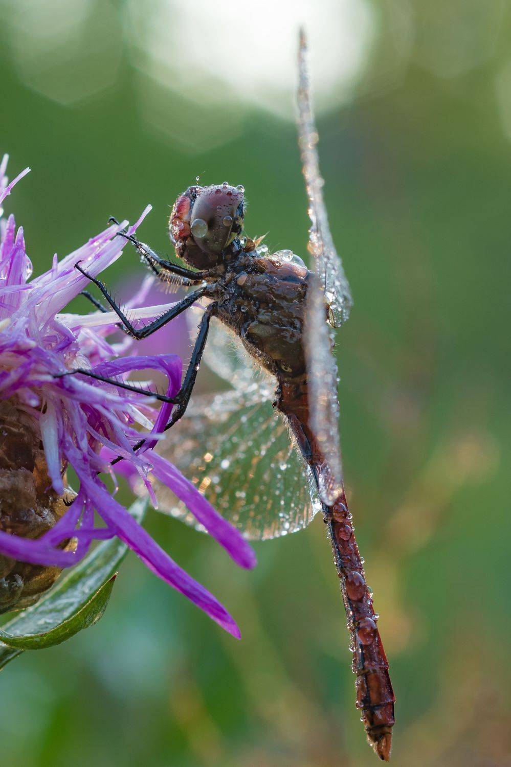, Роман Зайцев