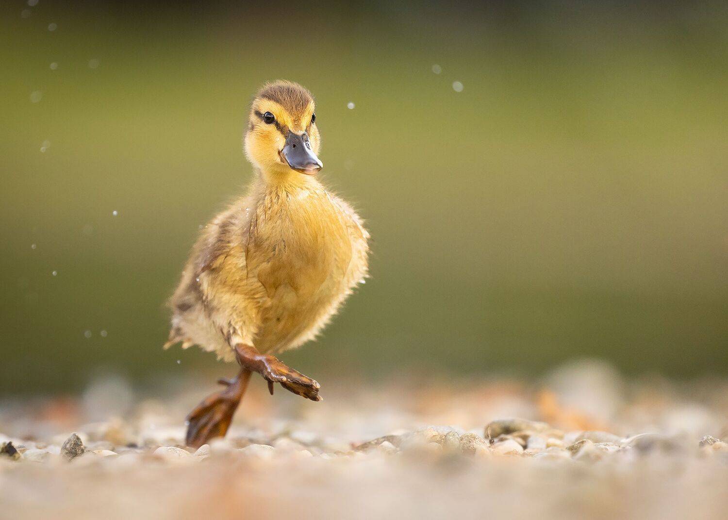 , Robert Adamec