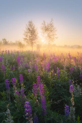Рассвет с люпинами