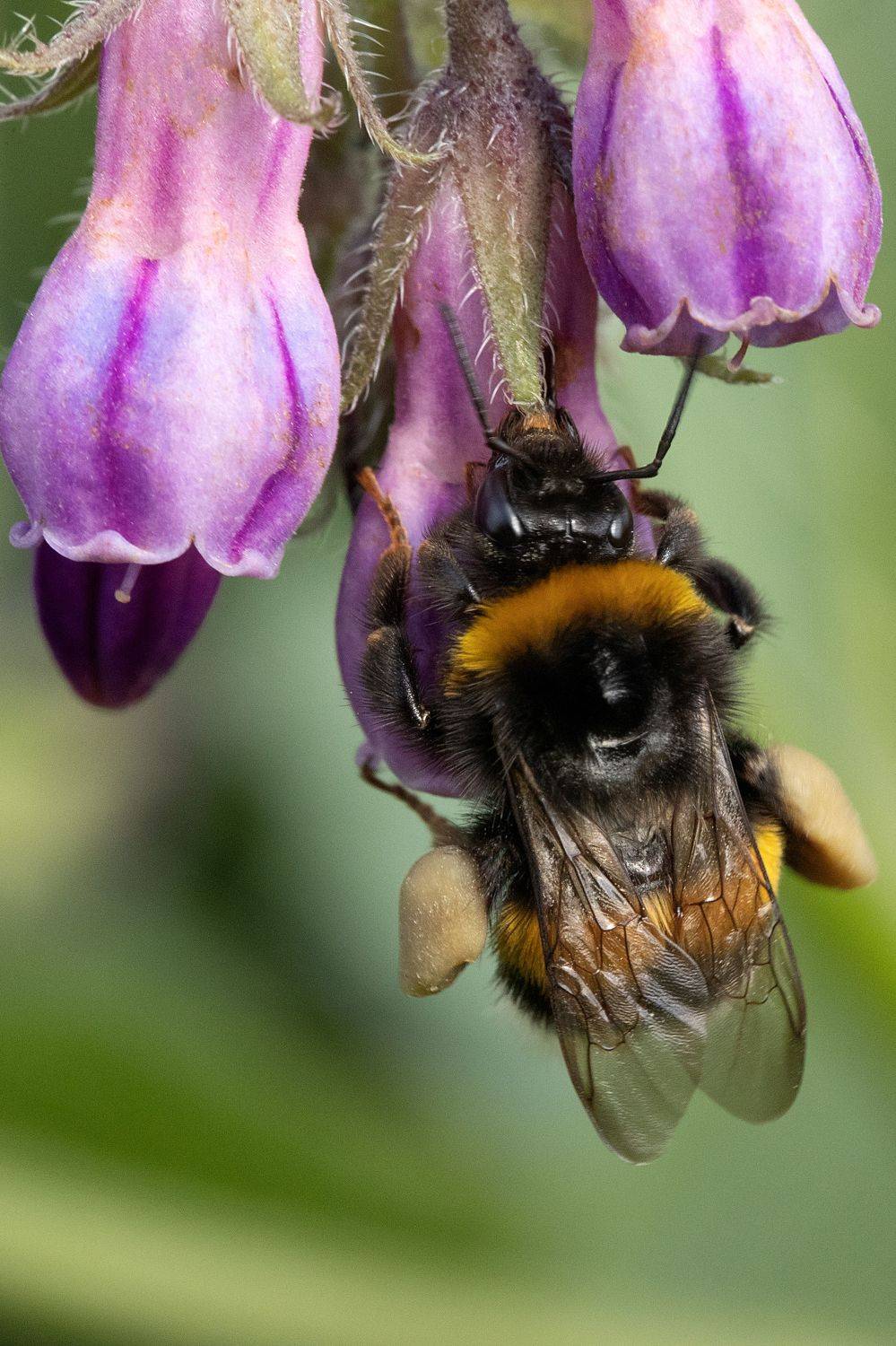 , Светлана Писарева