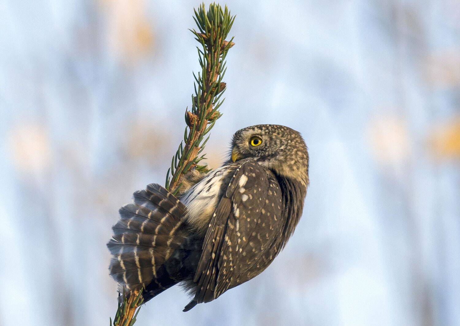 birds, birdwatching, птицы, фотоохота, природа, лес, сова, сыч, Михаил Ездаков