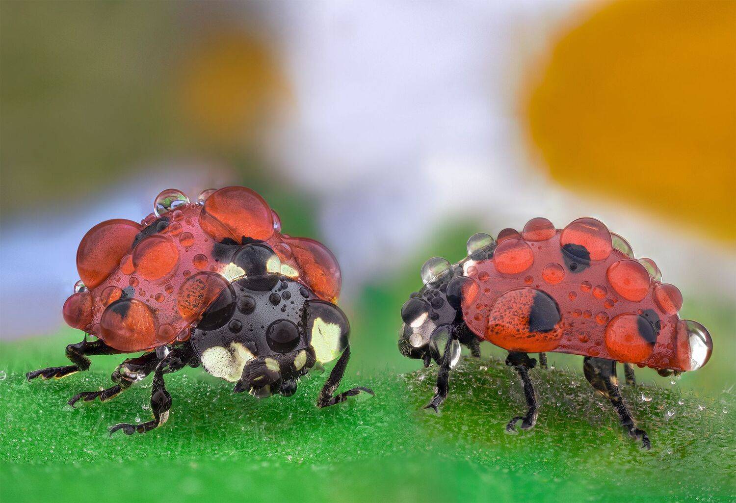 ceclii, macro, Tsvetan Ganev