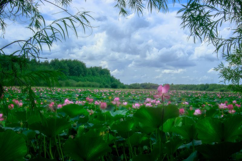 Лотосы фото превью