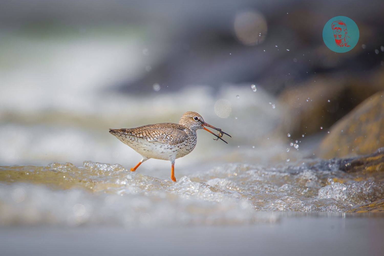 #bird, Rin V&otilde;