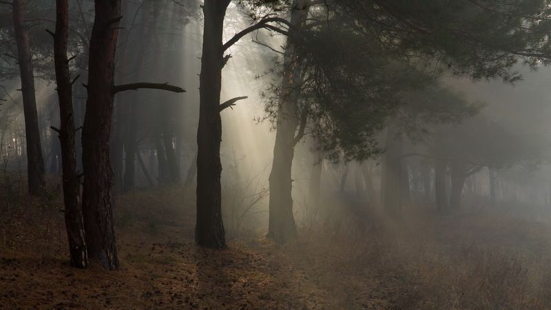 . . . фото превью