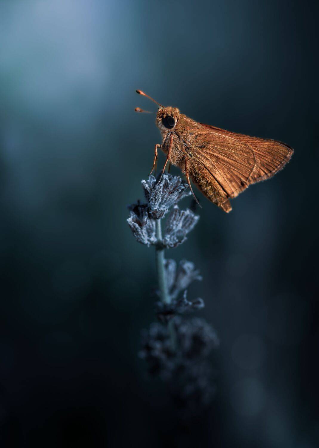 insect, beetle, bug, bugs, leaf, grass, macro, spring, love, butterfly, skipper, night, moon, mood, moody,, Atul Saluja