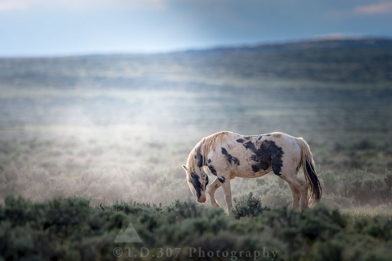 The Iconic фото превью