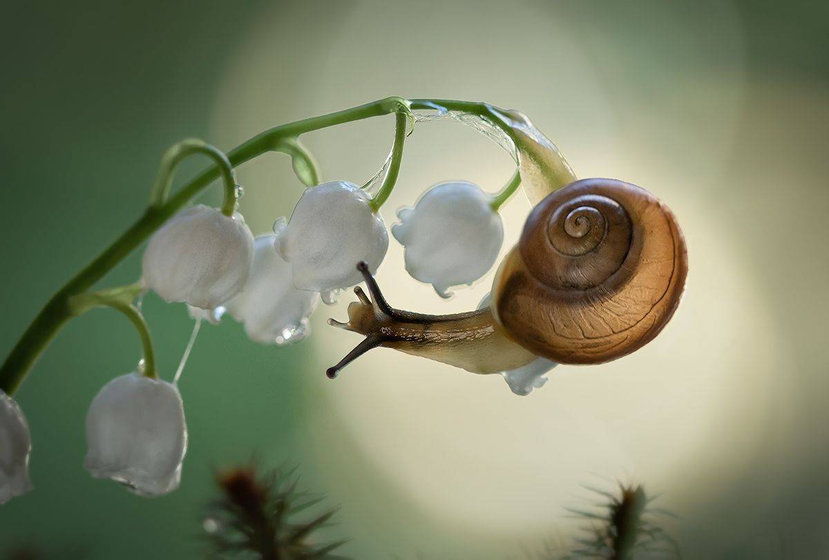 макро, улитка, волшебное макро, ландыш, лес, рассвет, macro, snail, Хилько Марина