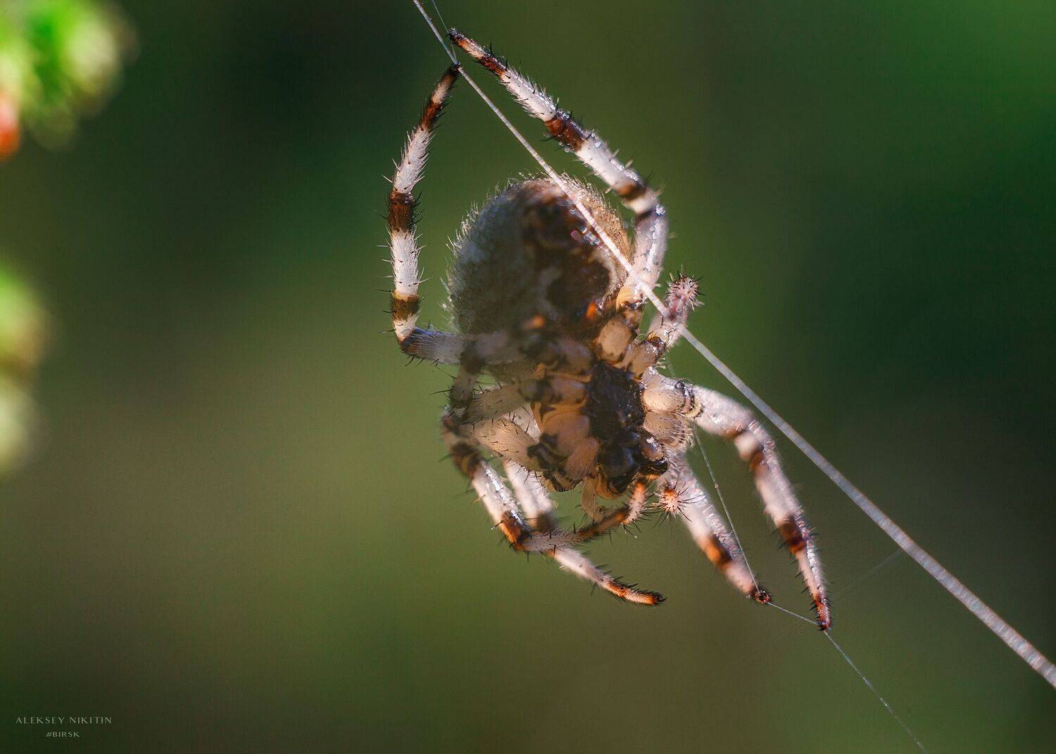 , Никитин Алексей