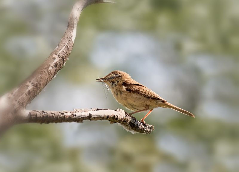 птица, пеночка, стрекоза, пеночка и стрекоза.. фото превью