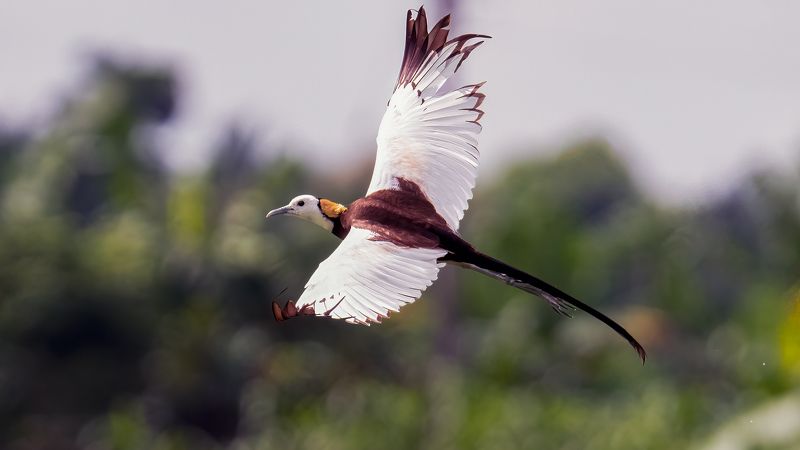 Pheasant-tailed jacana in flight фото превью