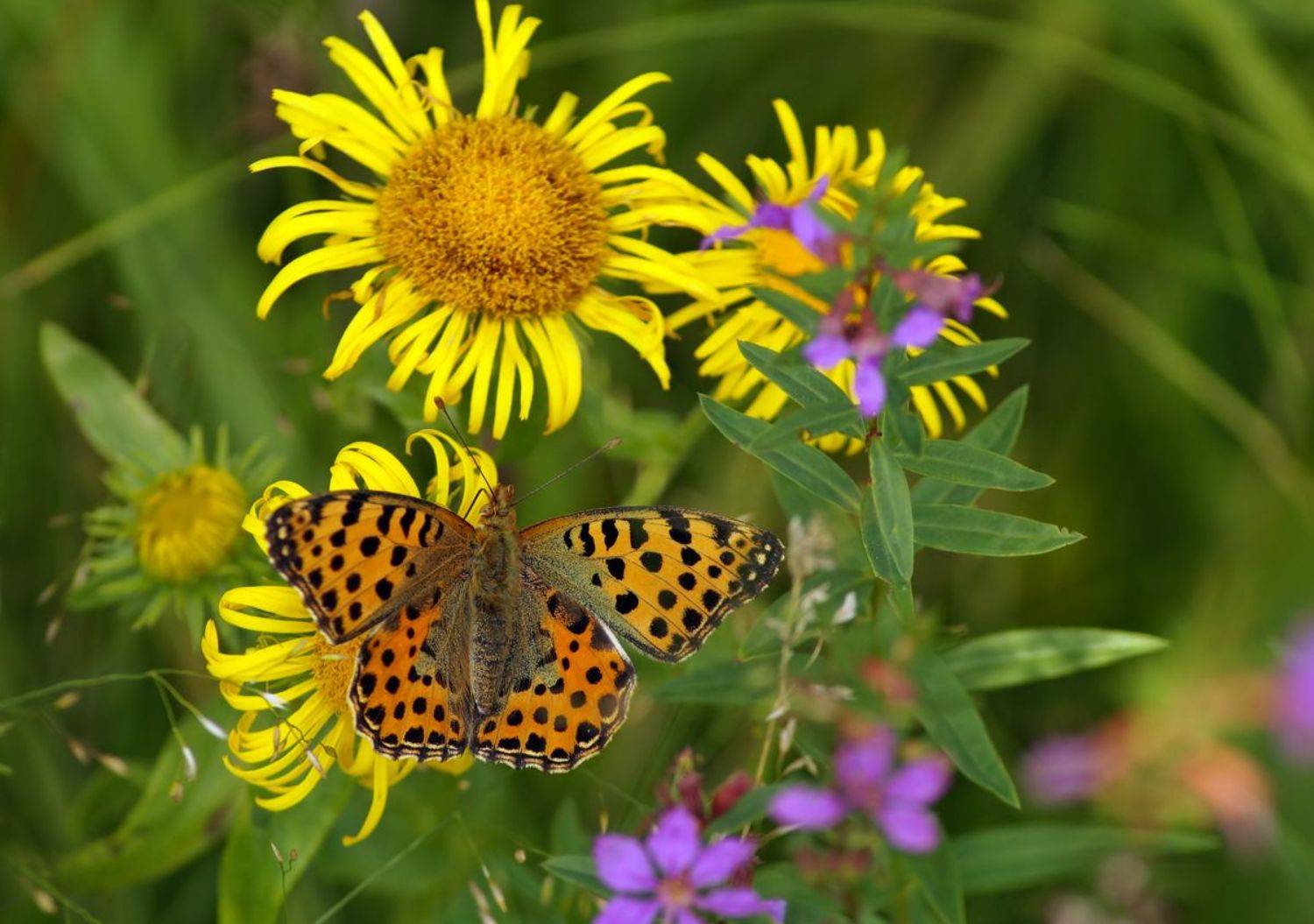 Бабочка, перламутровка, Чепленко Алексей
