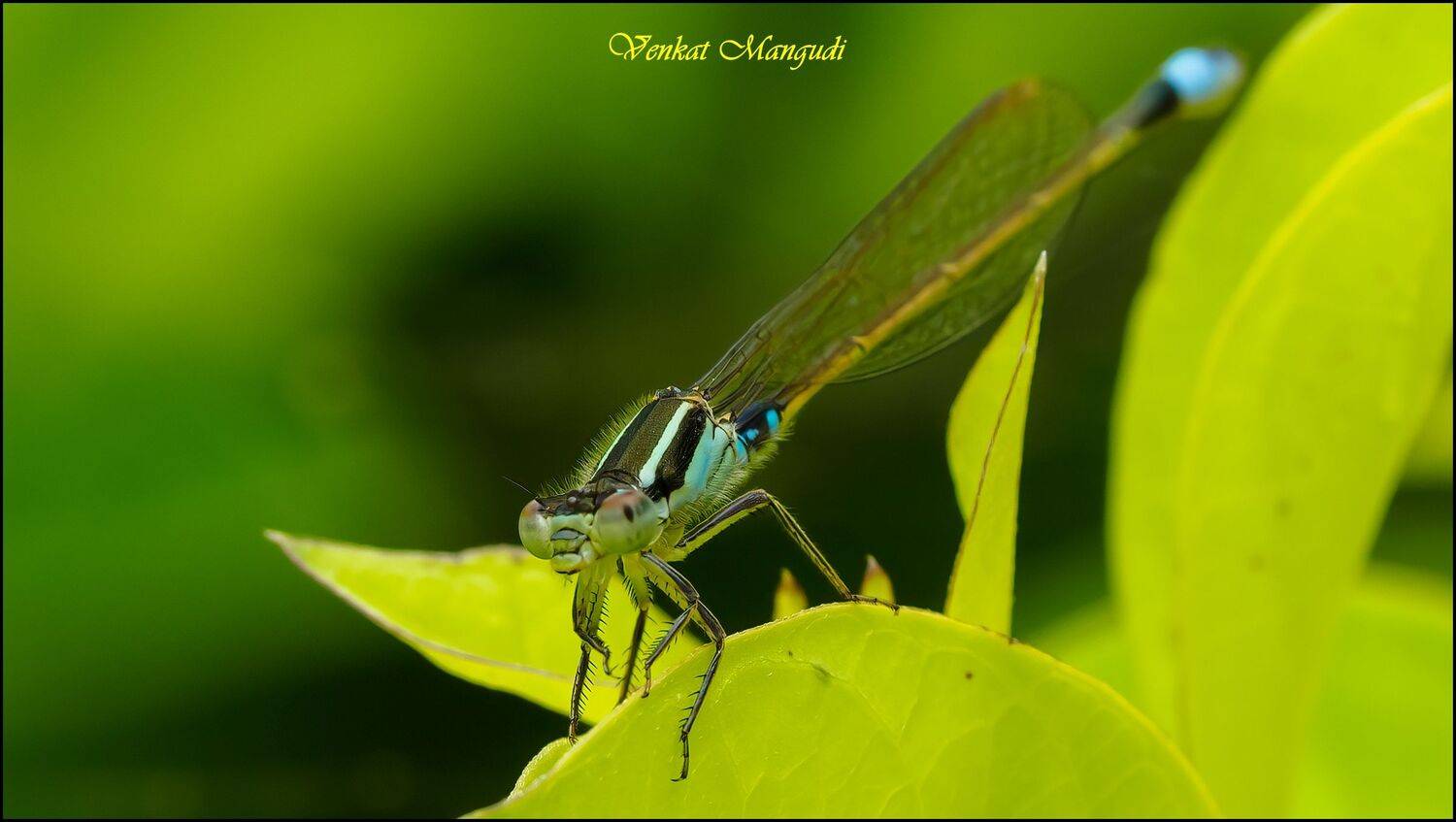 , Venkat Mangudi