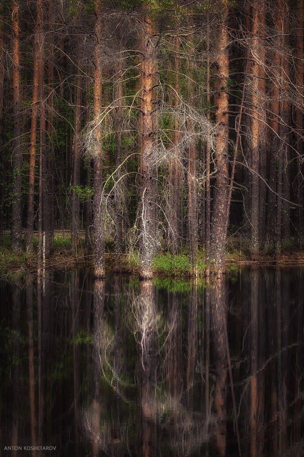 , Антон Кошетаров