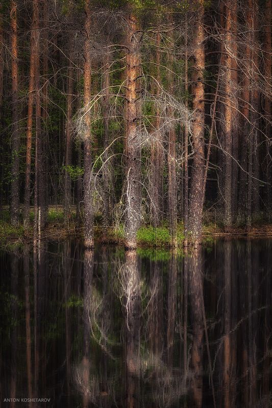 Лесной дух фото превью
