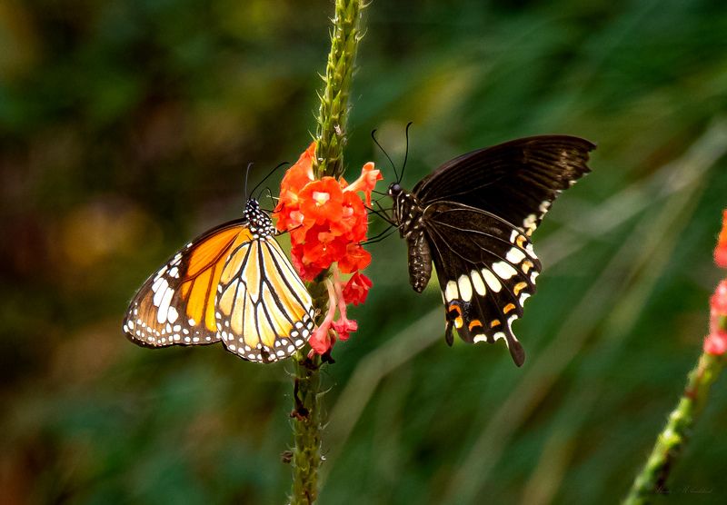 Happy moment фото превью
