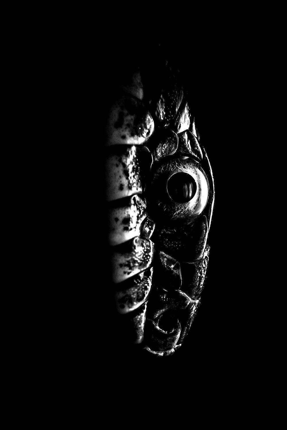 змея, чб, узорчатый полоз, портрет, крупный план, глаз, чёрный, графика, мрачно, Соварцева Ксения