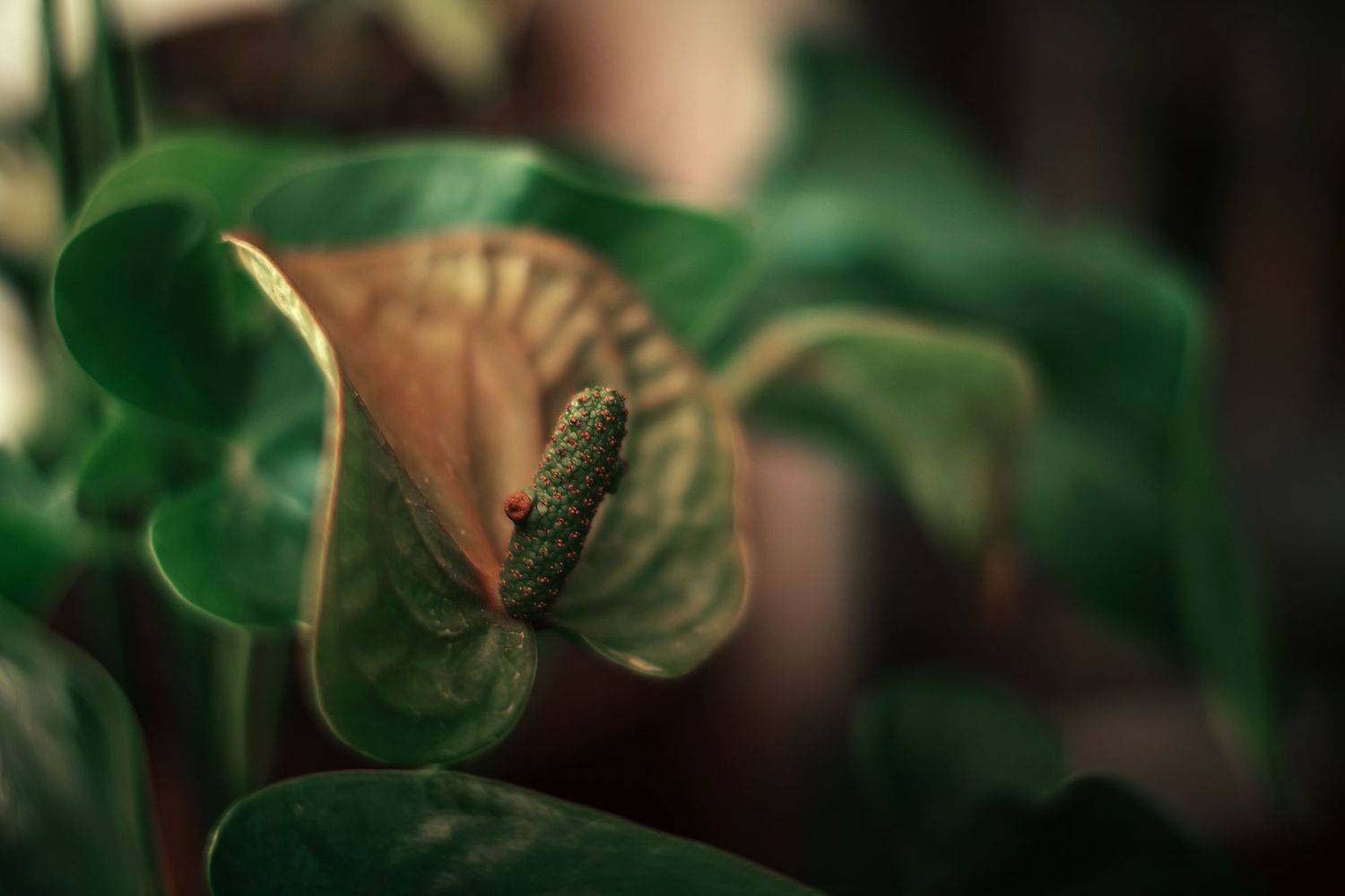 flowers,green,bokeh,nature,light, Борислав Алексиев