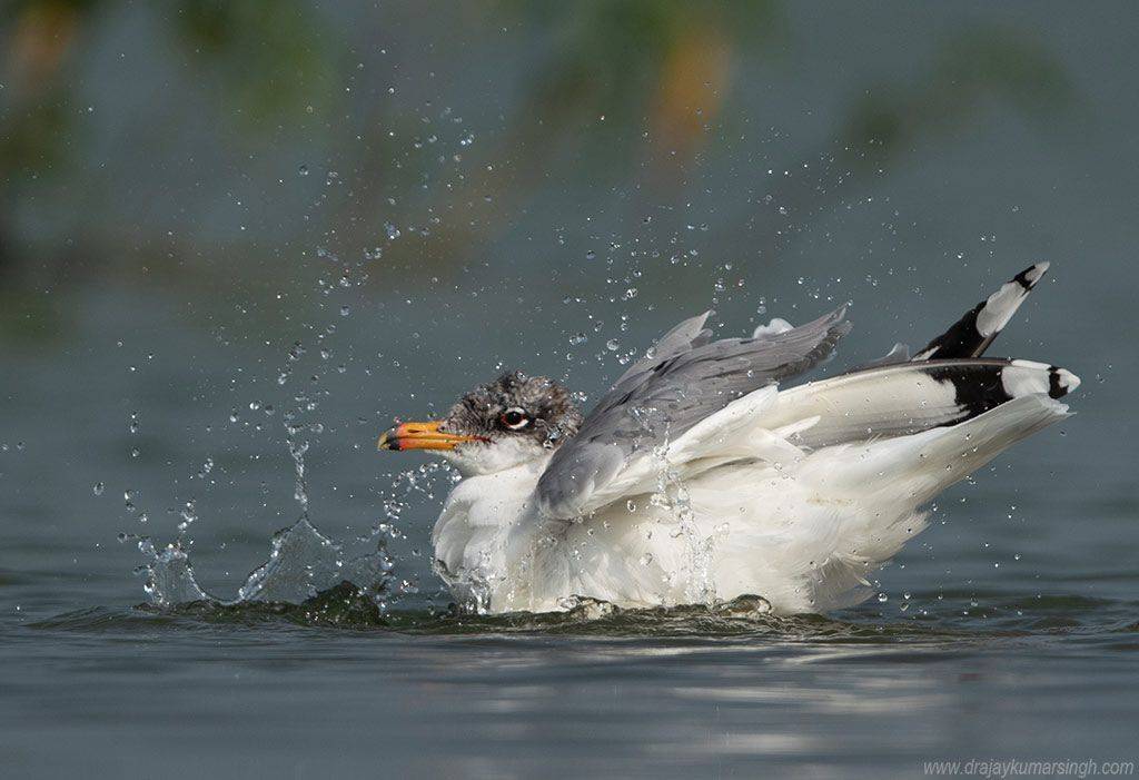 Great black headed gull Pallas's gull, Dr Ajay Kumar Singh
