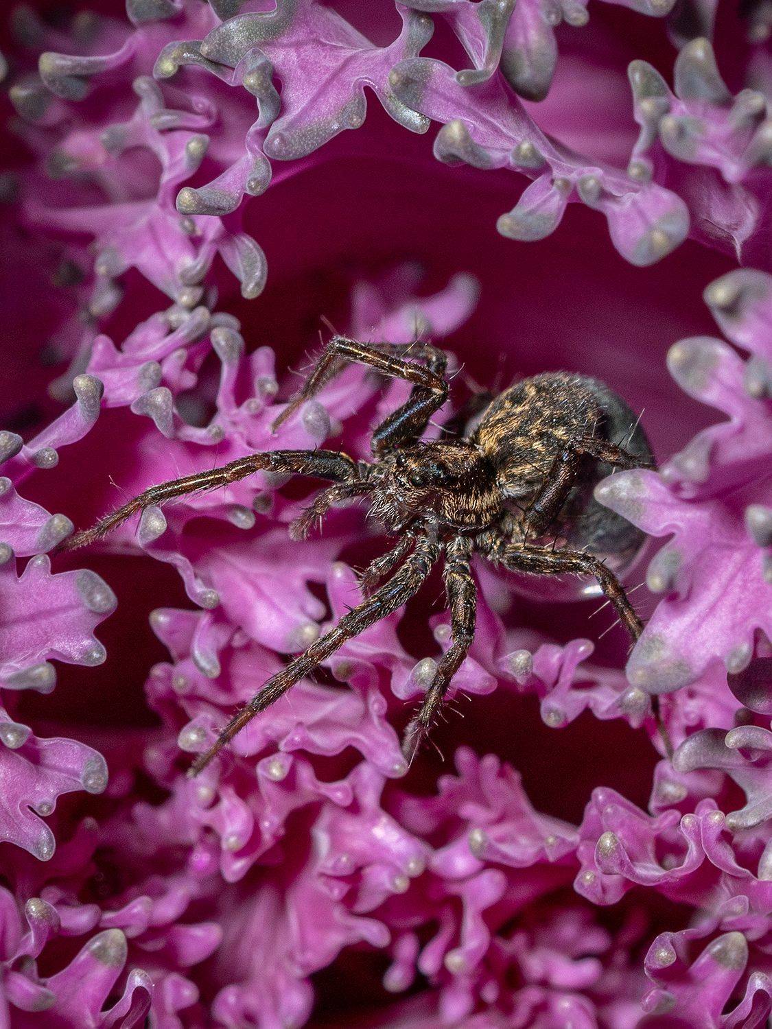 паук, насекомые, макро, природа, Ольга ЯR