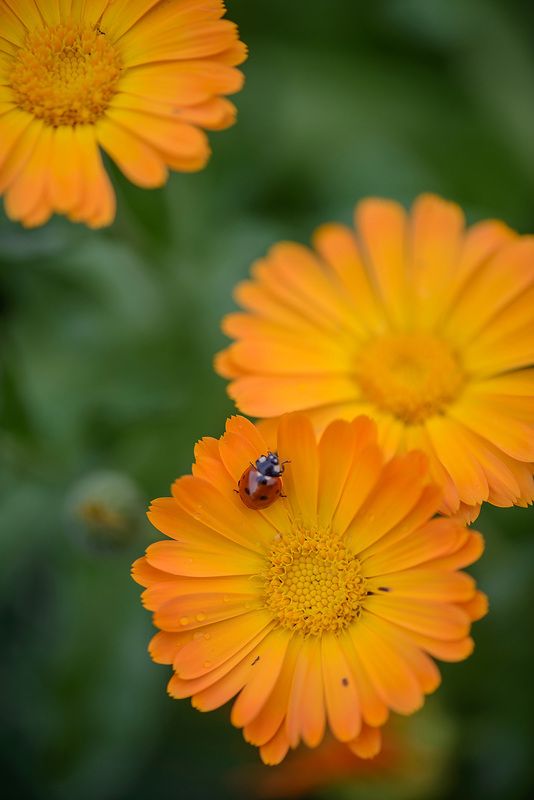 привет дождю) фото превью