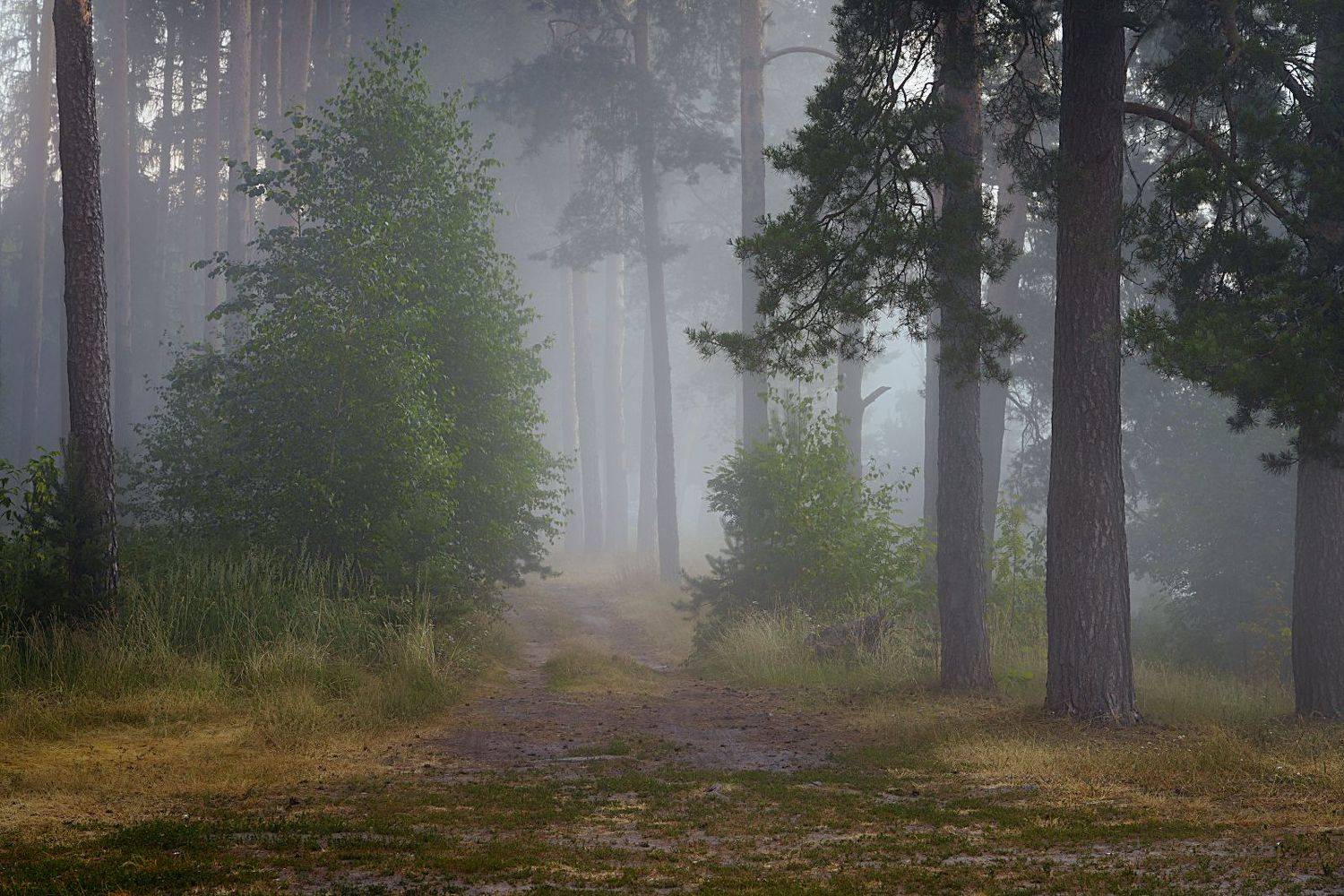 лес, деревья, туман, Григорий Бельцев