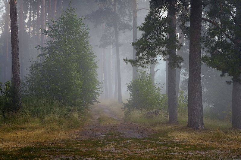 лес, деревья, туман Что нас ждет впереди? фото превью