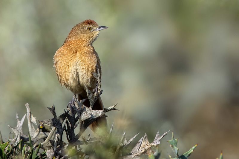 птицы, уругвай *** фото превью