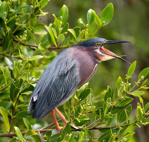 Американская зелёная кваква - Green heron