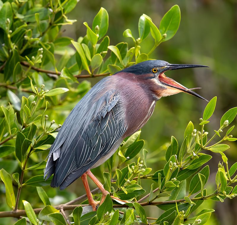 американская зелёная кваква, green heron, кваква Американская зелёная кваква - Green heron фото превью