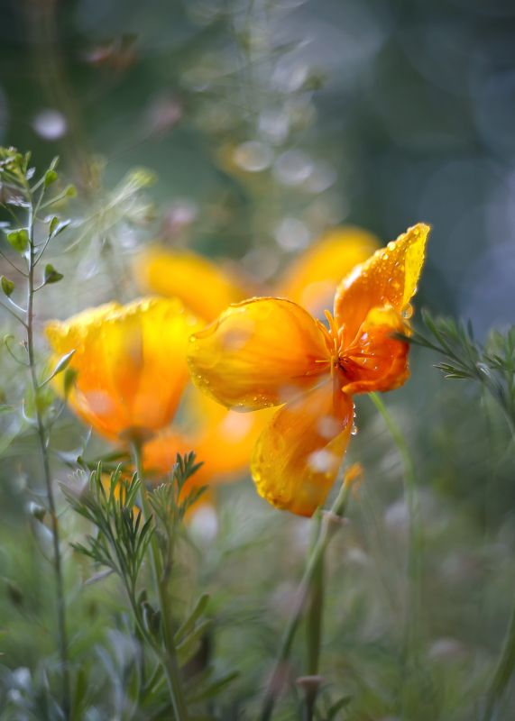 август, цвет жизни, старый объектив, гелиос 44-3, моя беларусь,краски жизни РаспахнУл душу... фото превью