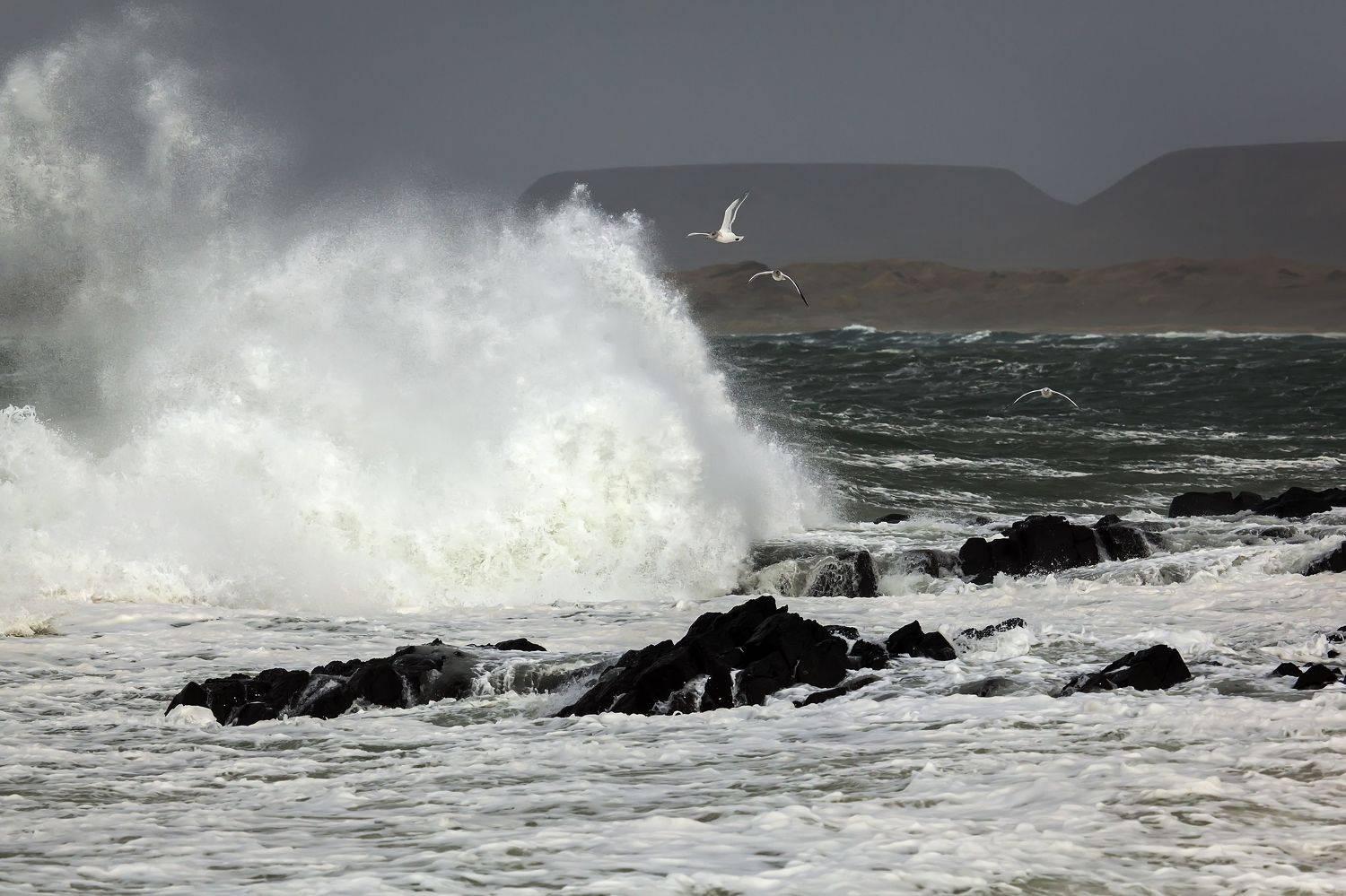 шторм, тихий океан, рифы, остров беринга, чайки, командорские острова, камчатка, Дмитрий Уткин
