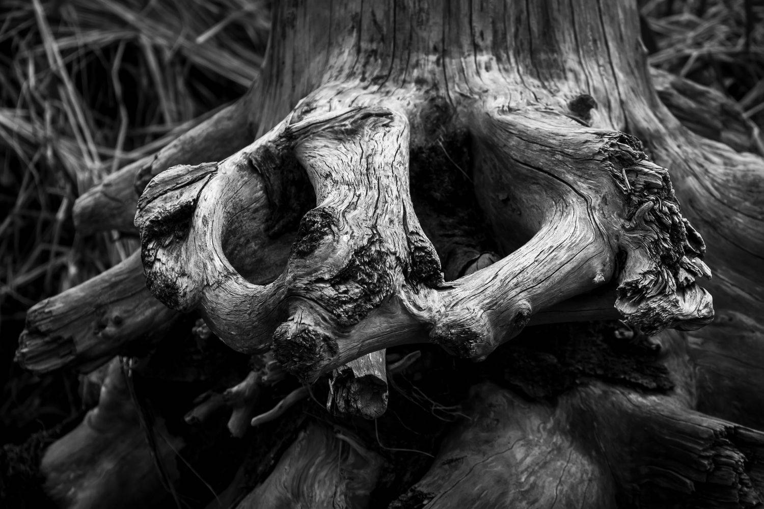 дерево, пень, старое дерево, Дмитрий Уткин