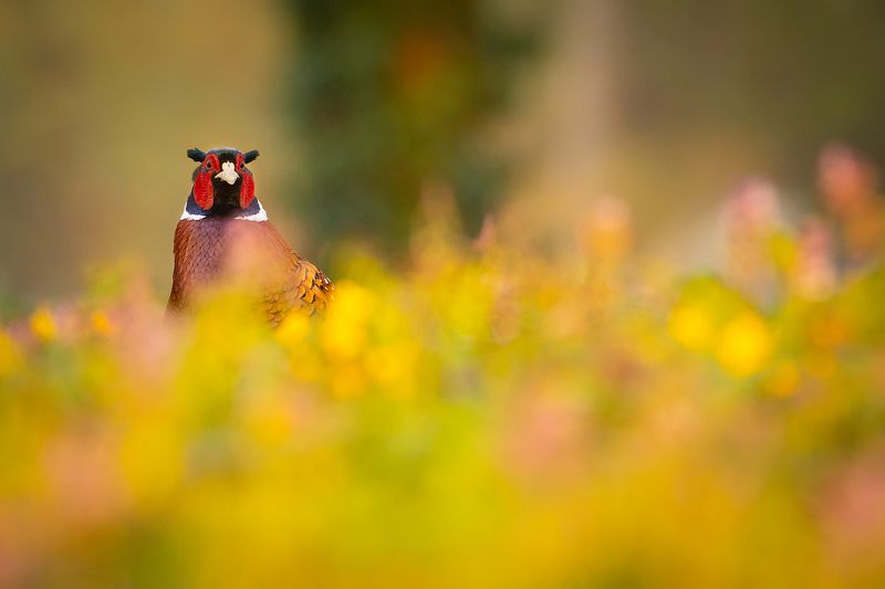 Pheasant фото превью