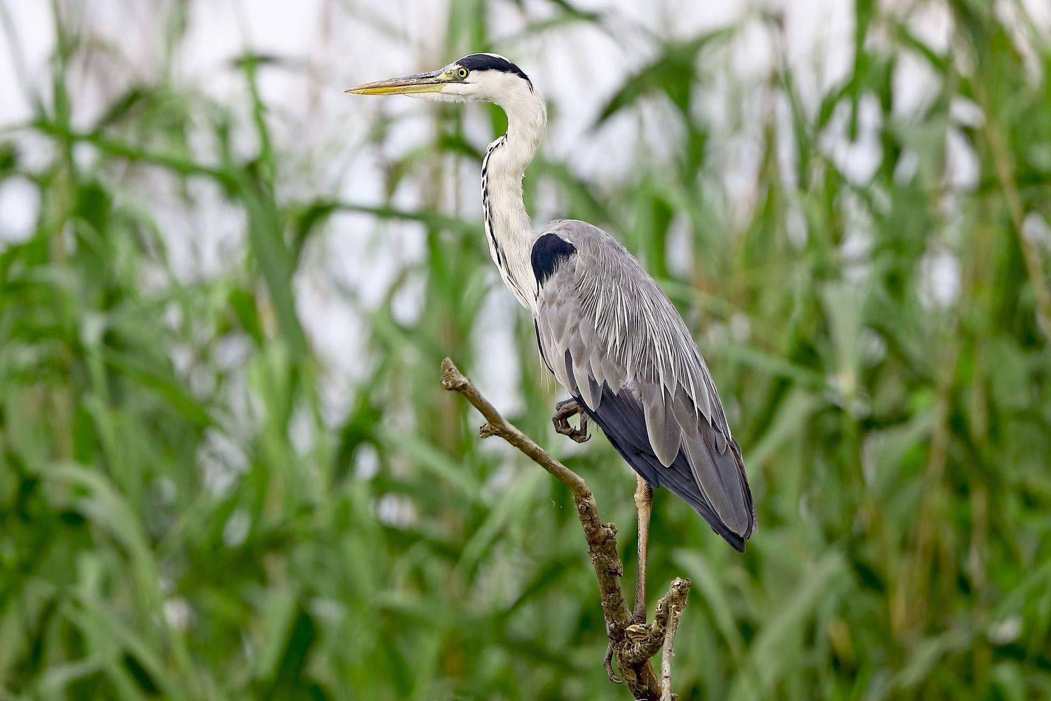 , Александр Гусар