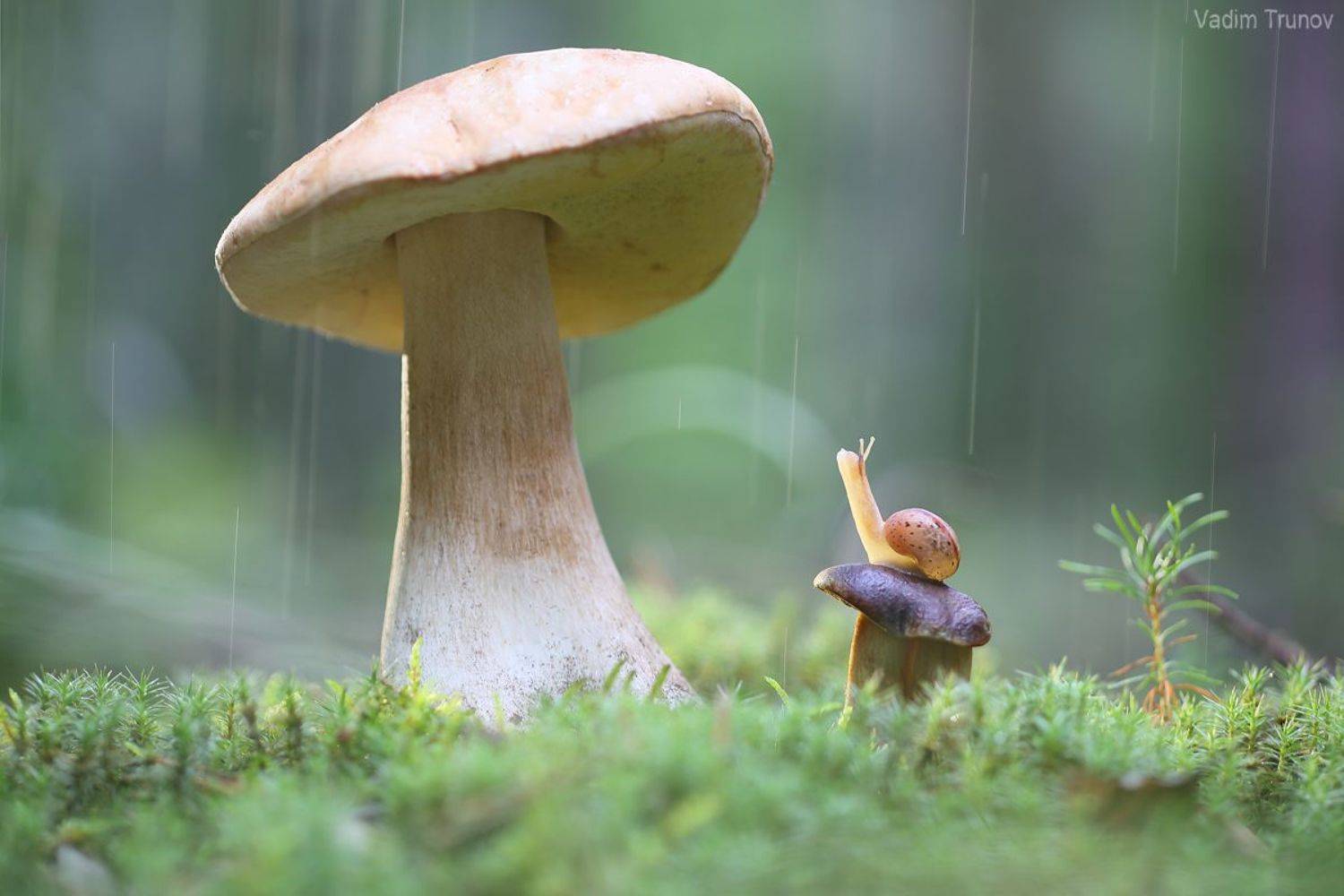 улитка, гриб, Вадим Трунов