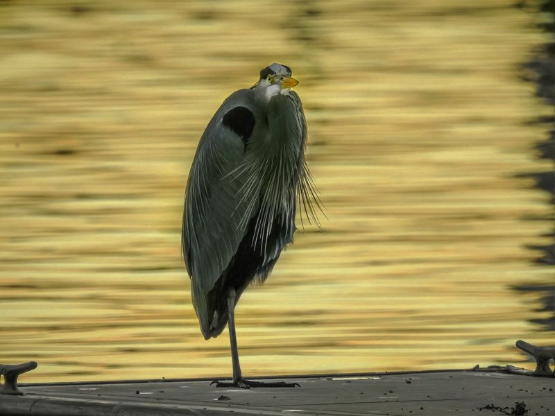 Франт фото превью