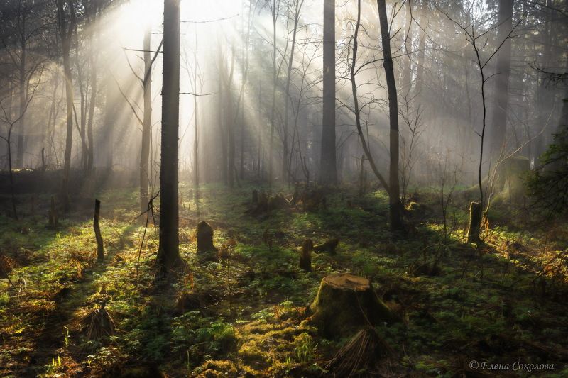 лучи солнца, утро, лес, весенний пейзаж Первый луч фото превью