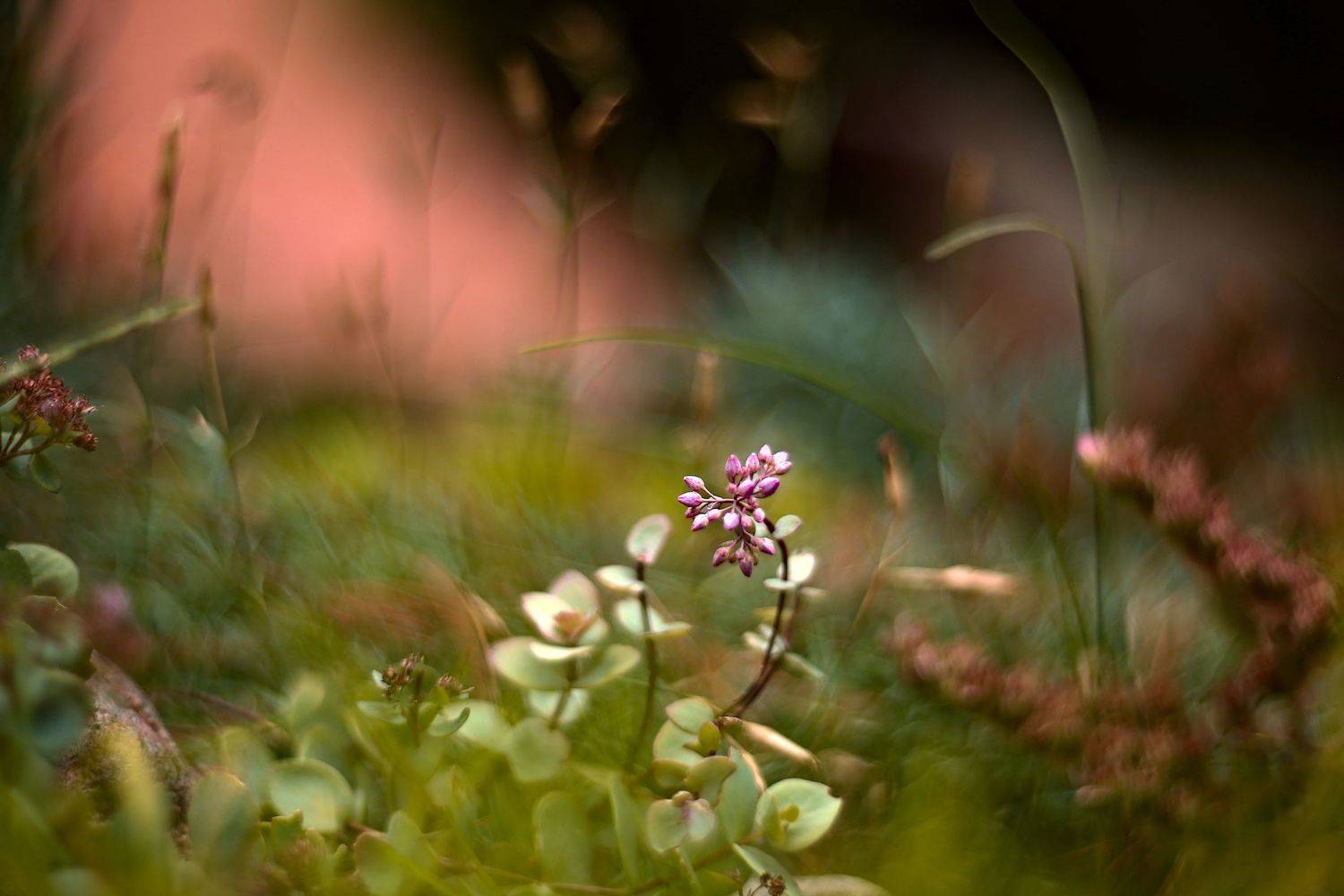 , Эдуард Колобошников