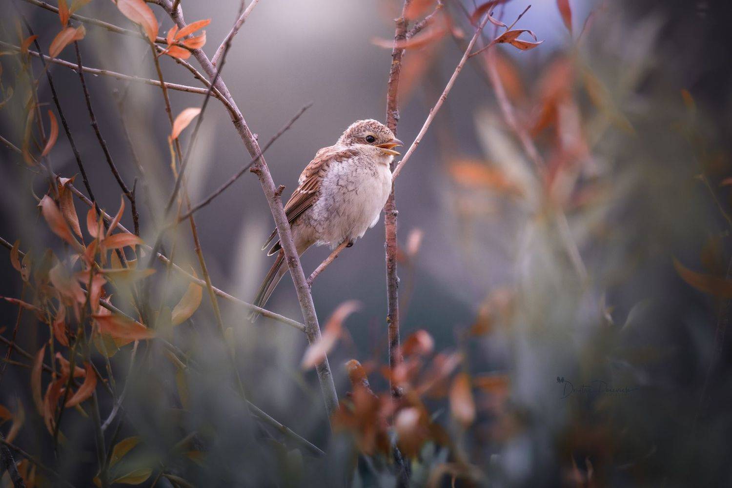 природа, лес, поля, огороды, животные, птицы, макро, Посевич Дмитрий