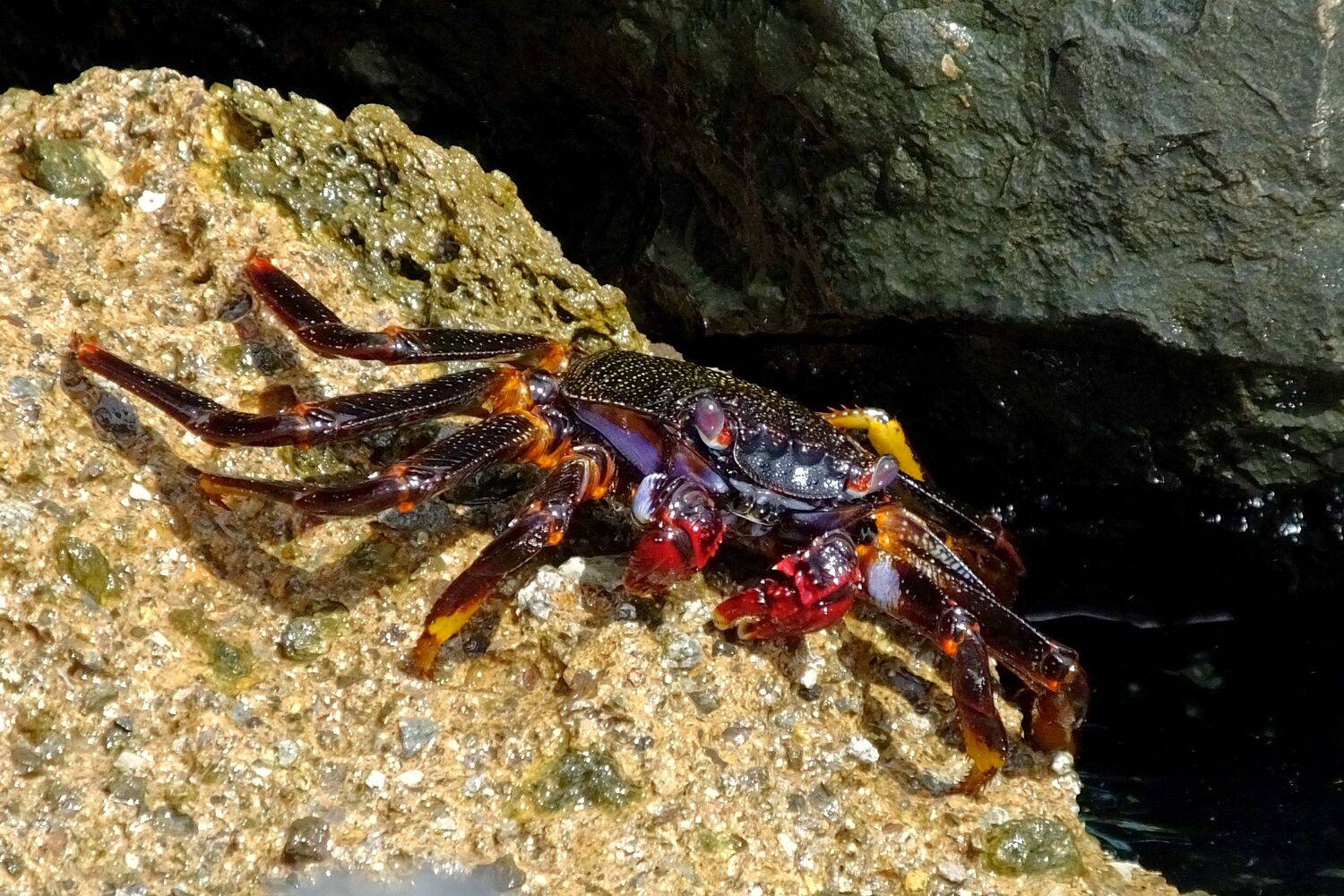 , Корнейчук Игорь