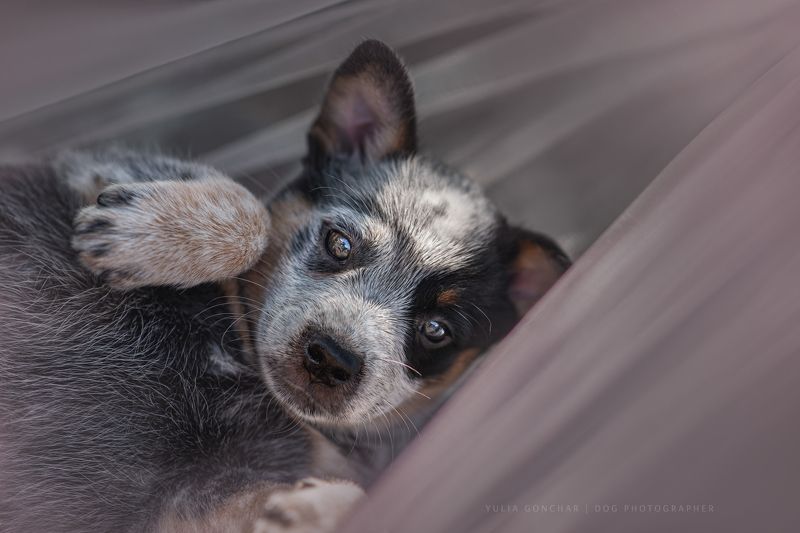 Австралийский хилер фото превью