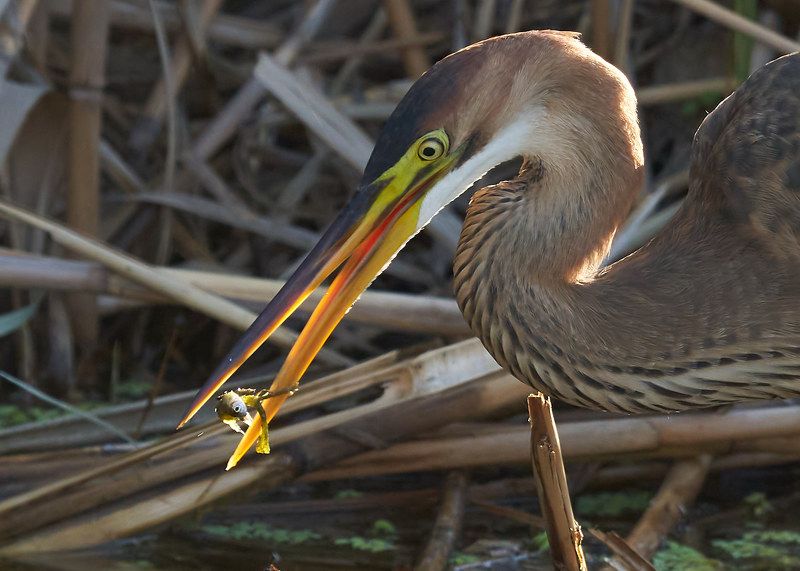 Цапля рыжая фото превью