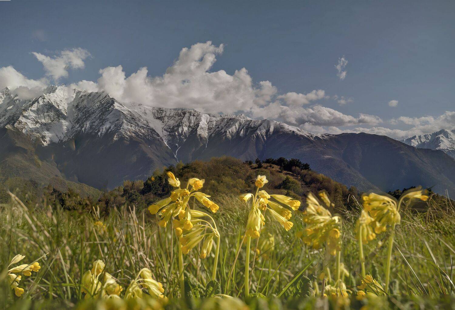 цветы приэльбрусья., Вячеслав Бирюков