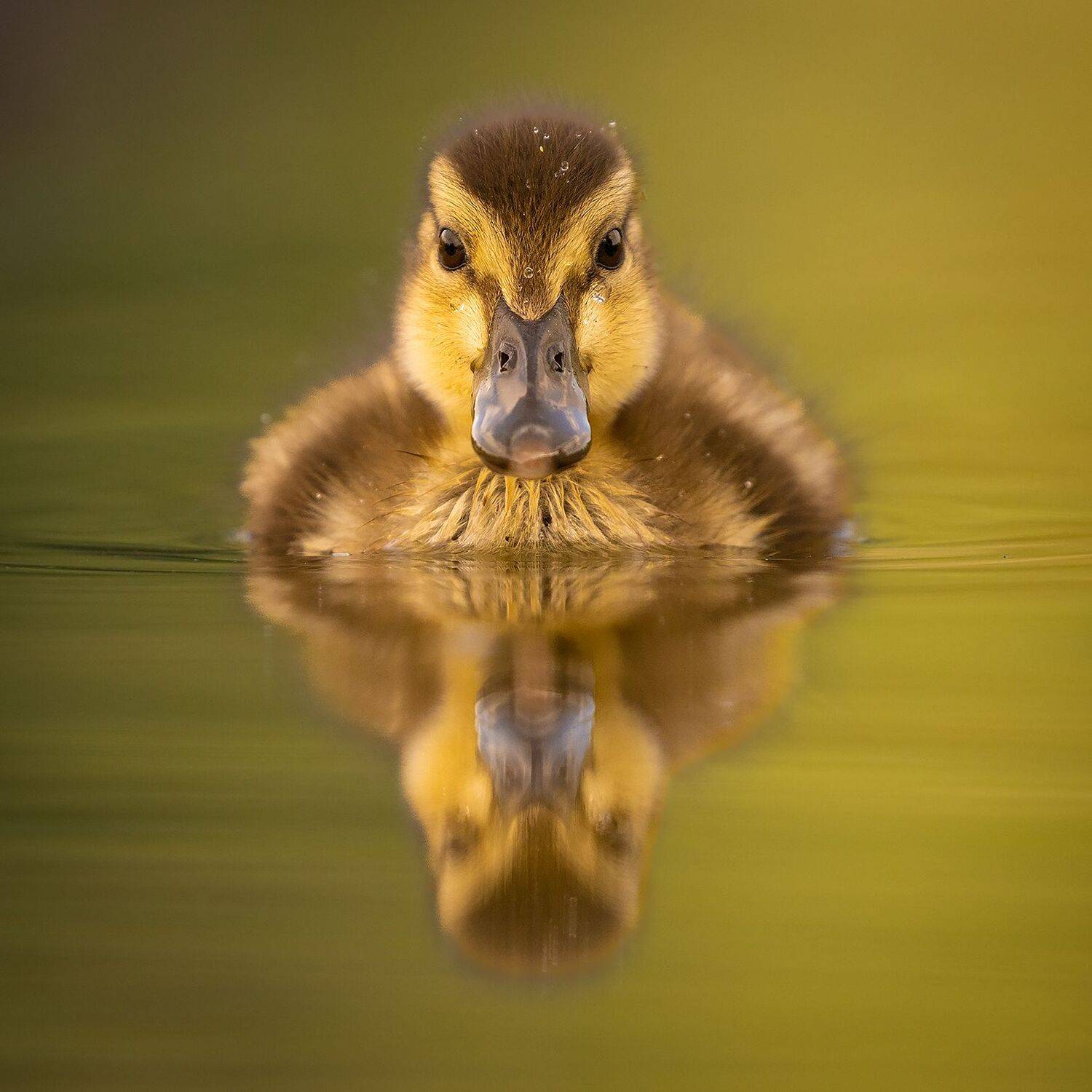 , Robert Adamec