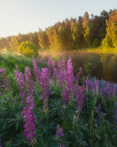 Июльское утро