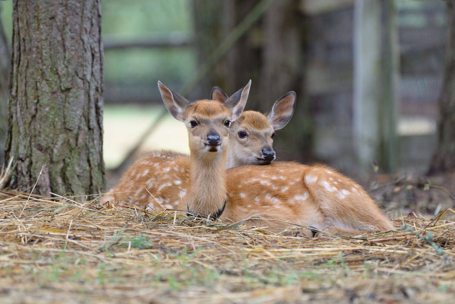 оленята, Виталий Полуэктов